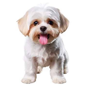 a small white dog with its tongue out
