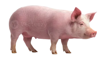 a small pig standing on a white surface