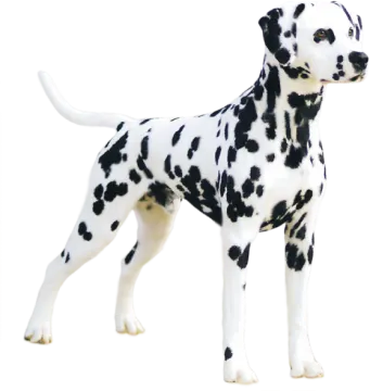 a black and white dog standing in front of a white background