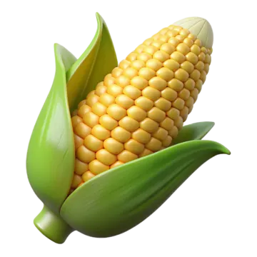 an ear of corn on a white background