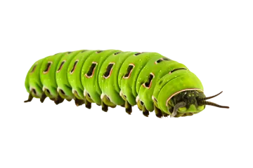a green cater cater on a white background