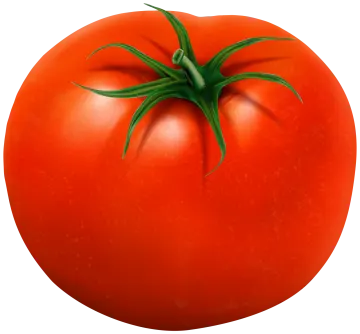 a tomato on a white background