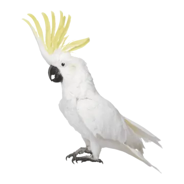 a white parrot with yellow feathers on its head