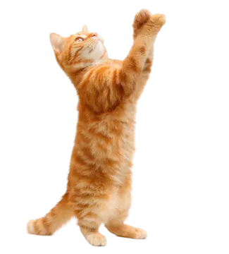 an orange cat standing on its hinds