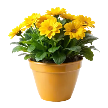 a pot of yellow flowers with green leaves