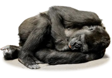 a black bear laying down on the ground