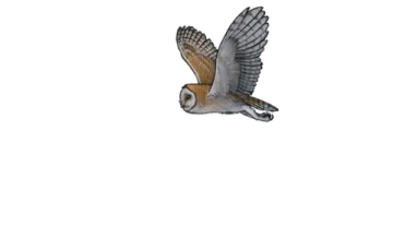 a bird flying in the air with its wings spread