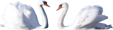 two white swans on a white background