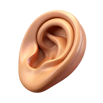 a close up view of the inside of an ear