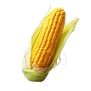 a corn on a white background