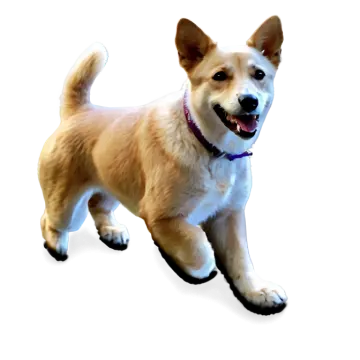 a small dog standing on a white surface