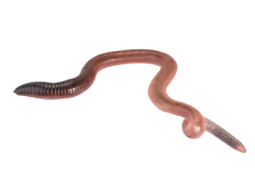 a worm on a white background