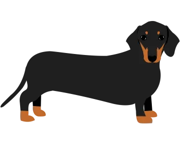 a black and brown dog standing on a white background