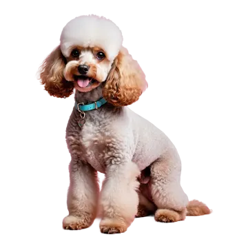 a small white dog sitting on a white surface