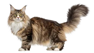 a long haired cat standing in front of a white background