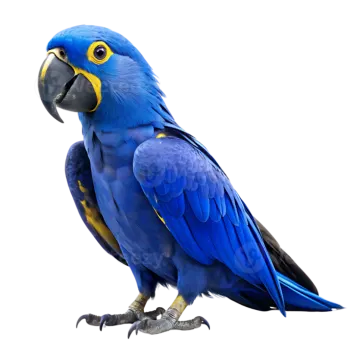 a blue and yellow parrot on a white background