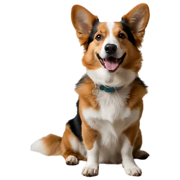 a brown and white dog sitting down with its tongue out