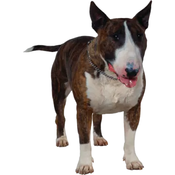a brown and white dog standing on a white background