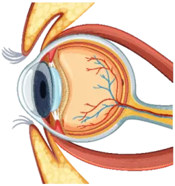 a diagram of the human eye