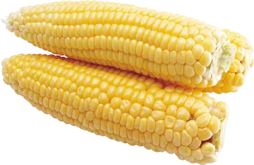 two corns on a white background