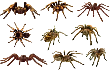 a variety of tara spiders