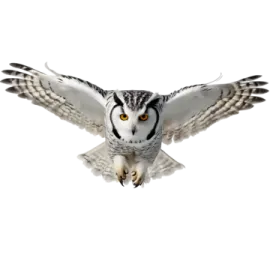 an owl flying in the air with its wings spread