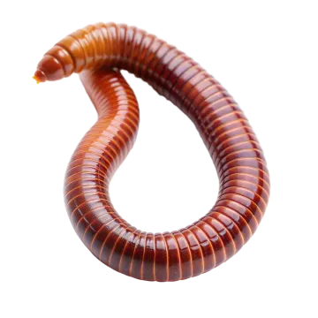 a close up of a worm on white background