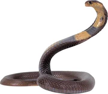 a brown snake on a white background