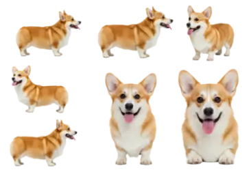 a group of dogs with their mouths open