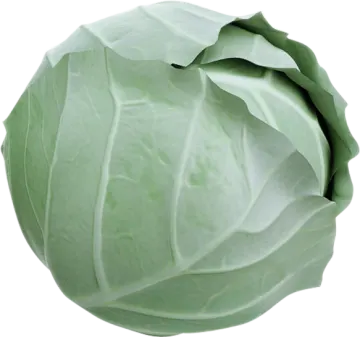 a green cabbage on a white background