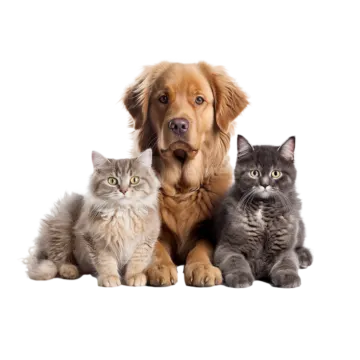 a dog and two cats sitting together