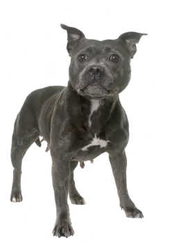 a black and white dog standing on a white background