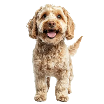 a small brown and white dog with its tongue out