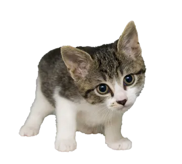a small kitten with blue eyes on a white background