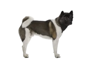 a black and white dog standing in front of a white background
