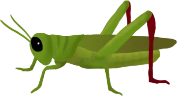 a green grasshopper on a white background