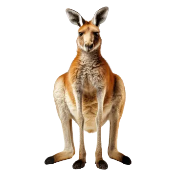 a close up of a kangaroo on a white background