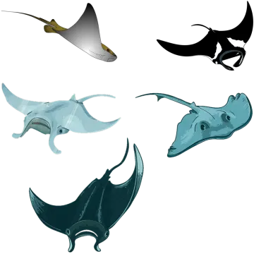 four different types of stings