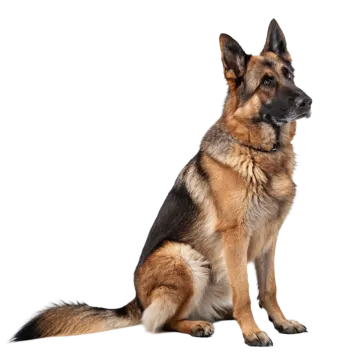 a german shepherd dog sitting on a white background