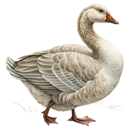 a white goose standing on the ground
