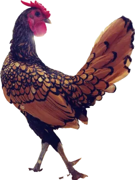 a brown and black rooster standing on a white background