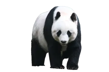 a black and white panda bear