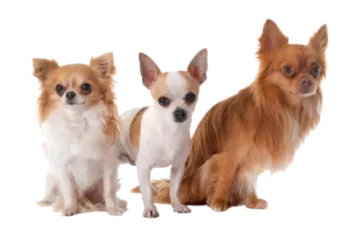 three small dogs sitting next to each other dogs