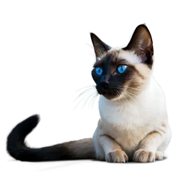 a cat with blue eyes sitting on the floor