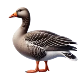 a duck standing on top of a white surface