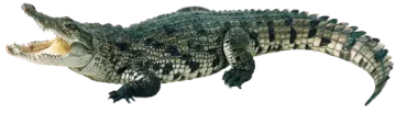 a large alligator with its mouth open