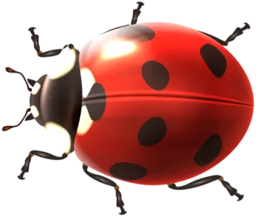 a ladybug on a white background