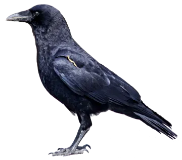a black bird sitting on top of a white surface