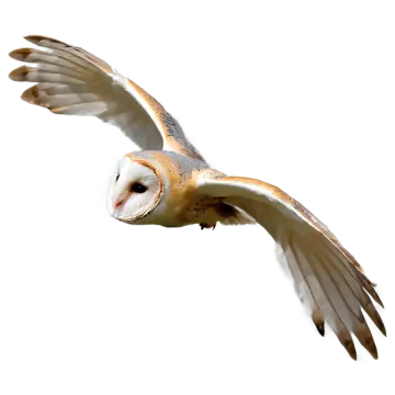 a bird flying in the air with its wings spread