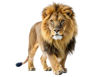 lion in front of a white background